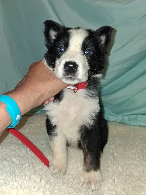 Red orange collar  – German Shepherd Dog puppy for sale in Snow Hill, MD