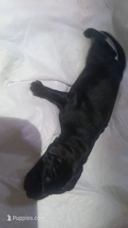 2 – German Shepherd Dog puppy for sale in Snow Hill, MD