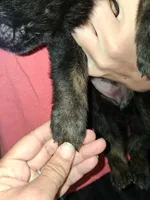 Pink collar, a female German Shepherd Dog for sale in Snow Hill, MD – 4 of 8