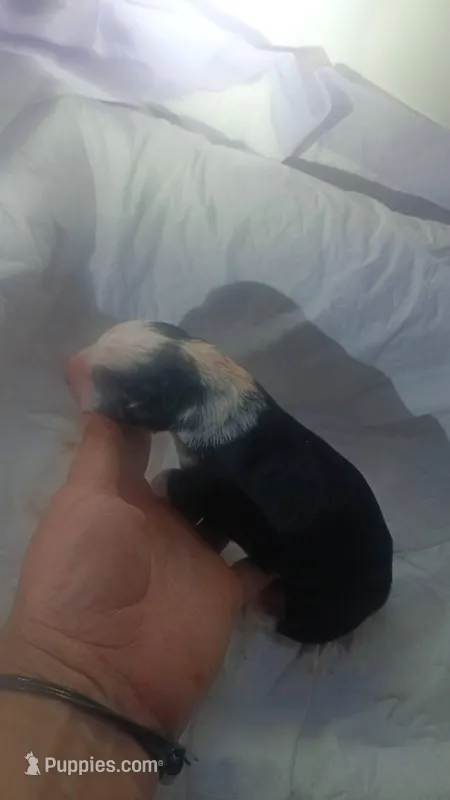 10 – German Shepherd Dog puppy for sale in Snow Hill, MD