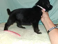 Pink collar, a female German Shepherd Dog for sale in Snow Hill, MD – 7 of 8