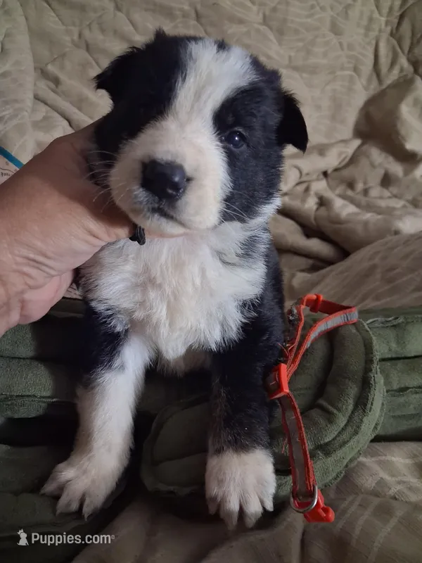 Red orange collar  – German Shepherd Dog puppy for sale in Snow Hill, MD