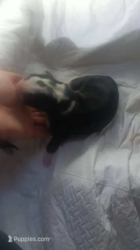 6 – German Shepherd Dog puppy for sale in Snow Hill, MD