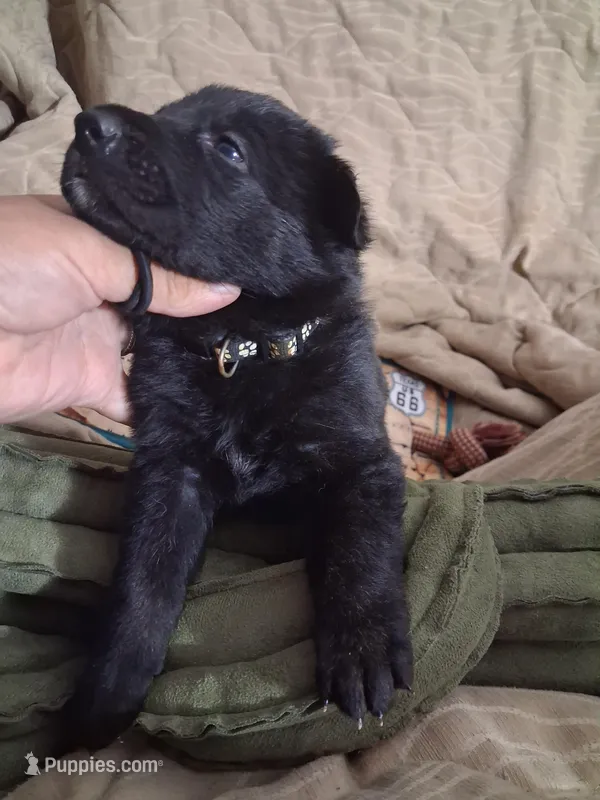 Black collar  – German Shepherd Dog puppy for sale in Snow Hill, MD