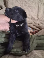 Black collar , a female German Shepherd Dog for sale in Snow Hill, MD – 1 of 3