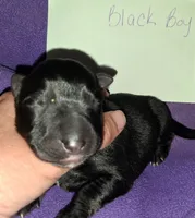 Black collar , a female German Shepherd Dog for sale in Snow Hill, MD – 2 of 3