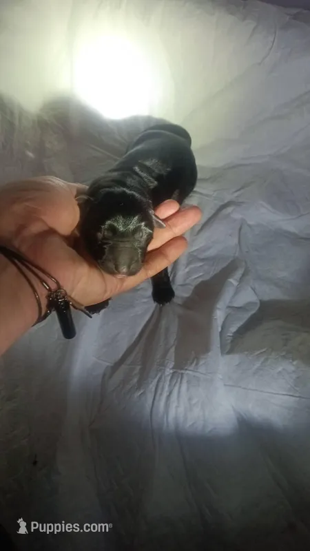 1 – German Shepherd Dog puppy for sale in Snow Hill, MD