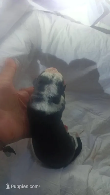 7 – German Shepherd Dog puppy for sale in Snow Hill, MD