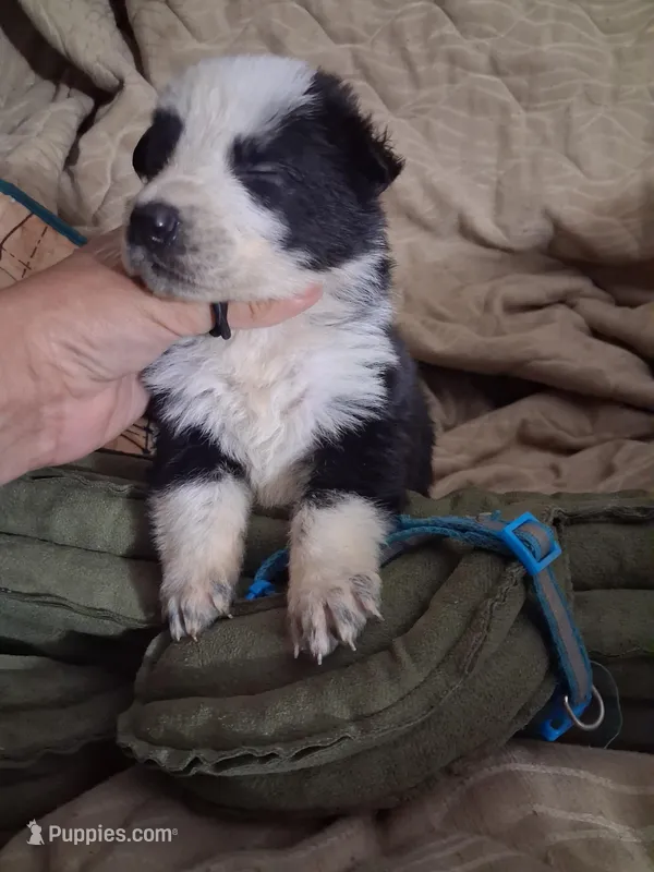 Blue collar  – German Shepherd Dog puppy for sale in Snow Hill, MD
