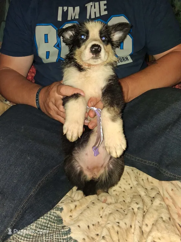 Purple collar  – German Shepherd Dog puppy for sale in Snow Hill, MD