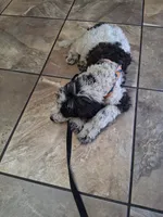 Chocolate Chip, a male Goldendoodle for sale in Jacksonville, FL – 3 of 5