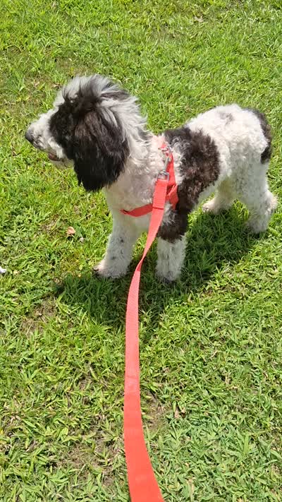 Chocolate Chip, a male Goldendoodle for sale in Jacksonville, FL – 5 of 5