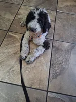 Chocolate Chip, a male Goldendoodle for sale in Jacksonville, FL – 2 of 5