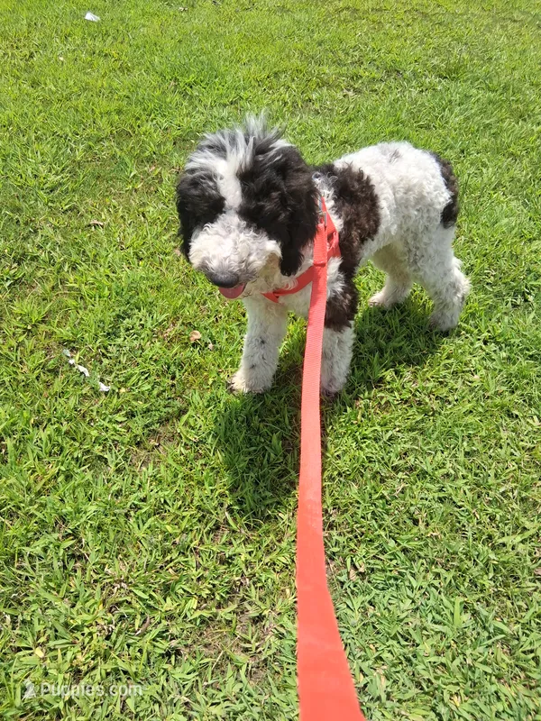 Chocolate Chip – Goldendoodle puppy for sale in Jacksonville, FL