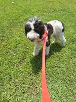 Chocolate Chip, a male Goldendoodle for sale in Jacksonville, FL – 1 of 5