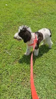 Chocolate Chip, a male Goldendoodle for sale in Jacksonville, FL – 4 of 5