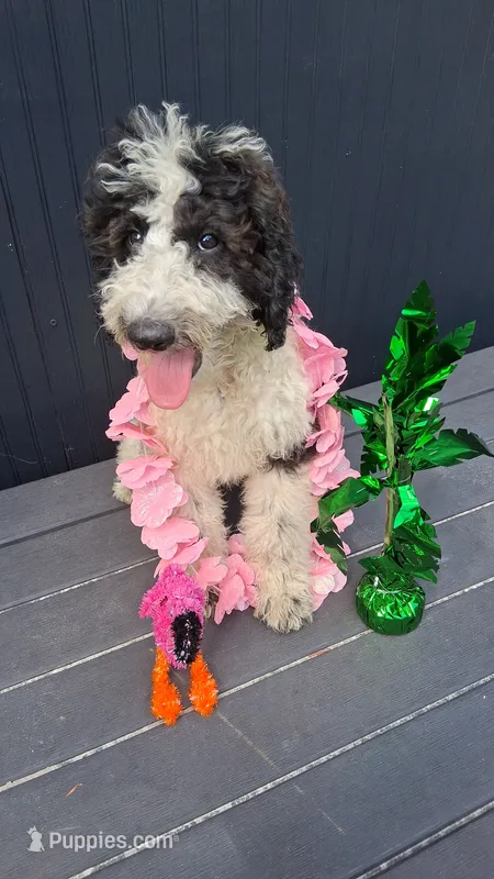 Chocolate Chip – Goldendoodle puppy for sale in Jacksonville, FL