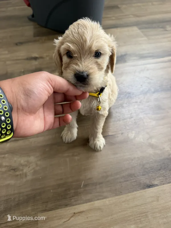Yellow collar – Goldendoodle puppy for sale in Memphis, TN