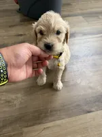 Yellow collar, a male Goldendoodle for sale in Memphis, TN – 1 of 2