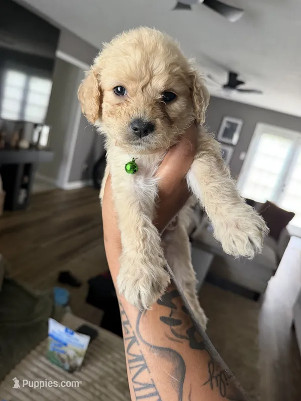 Green collar – Goldendoodle puppy for sale in Memphis, TN