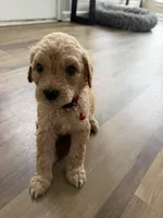 Red collar, a male Goldendoodle for sale in Memphis, TN – 3 of 3