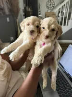 2 pink collar girls--price for both, a female Goldendoodle for sale in Memphis, TN – 3 of 4