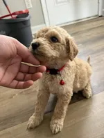 Red collar, a male Goldendoodle for sale in Memphis, TN – 2 of 3