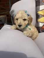 Teal collar, a female Goldendoodle for sale in Memphis, TN – 7 of 9