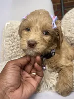 Purple collar, a female Goldendoodle for sale in Memphis, TN – 4 of 8