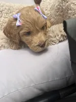 Purple collar, a female Goldendoodle for sale in Memphis, TN – 8 of 8