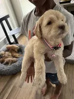 2 pink collar girls--price for both, a female Goldendoodle for sale in Memphis, TN – 2 of 4