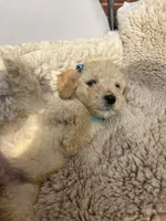 Teal collar, a female Goldendoodle for sale in Memphis, TN – 5 of 9