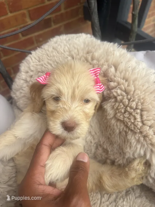 Magenta collar female  – Goldendoodle puppy for sale in Memphis, TN