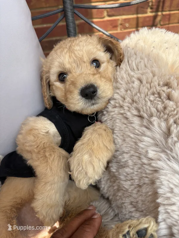 Red collar – Goldendoodle puppy for sale in Memphis, TN