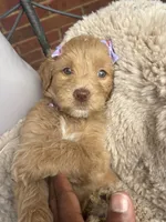 Purple collar, a female Goldendoodle for sale in Memphis, TN – 7 of 8