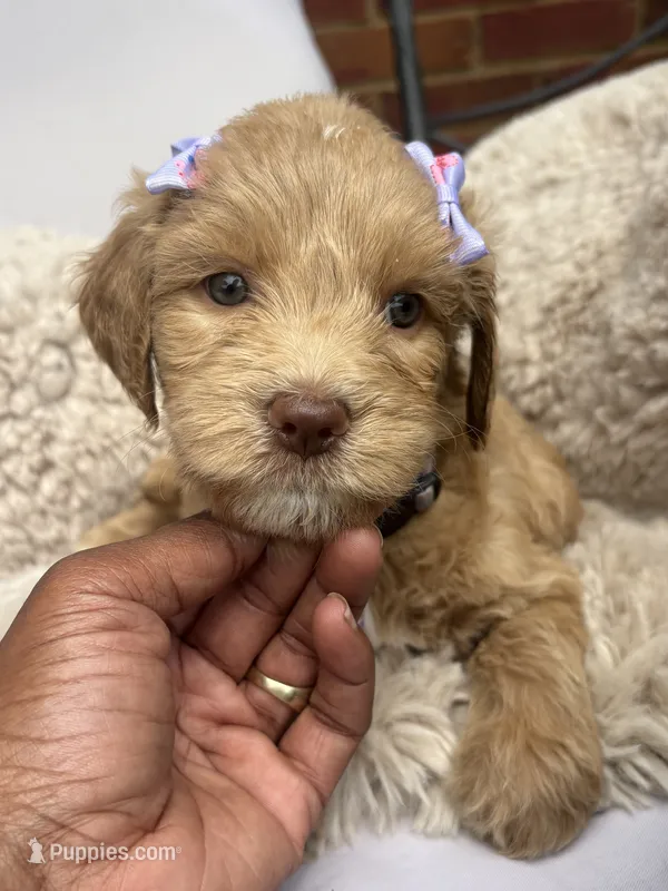 Purple collar – Goldendoodle puppy for sale in Memphis, TN