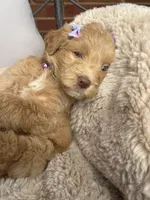 Purple collar, a female Goldendoodle for sale in Memphis, TN – 2 of 8