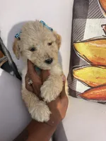 Teal collar, a female Goldendoodle for sale in Memphis, TN – 6 of 9