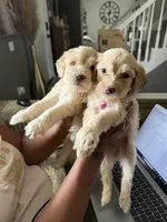2 pink collar girls--price for both, a female Goldendoodle for sale in Memphis, TN – 4 of 4