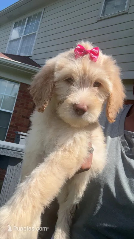 Female golden doodle baby – Goldendoodle puppy for sale in Memphis, TN