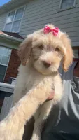 Female golden doodle baby, a female Goldendoodle for sale in Memphis, TN – 1 of 6