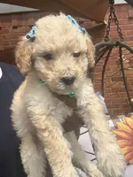 Teal collar, a female Goldendoodle for sale in Memphis, TN – 8 of 9