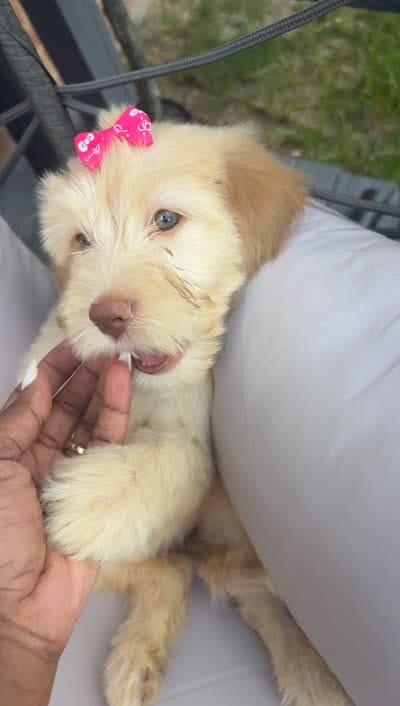 Female golden doodle baby, a female Goldendoodle for sale in Memphis, TN – 6 of 6