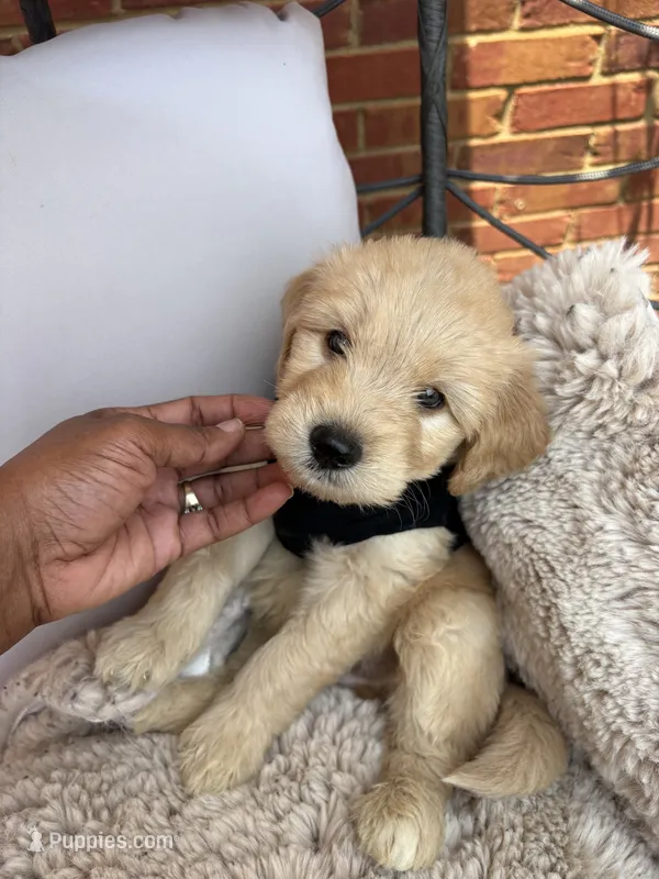 Blue collar – Goldendoodle puppy for sale in Memphis, TN