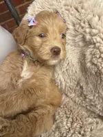 Purple collar, a female Goldendoodle for sale in Memphis, TN – 3 of 8