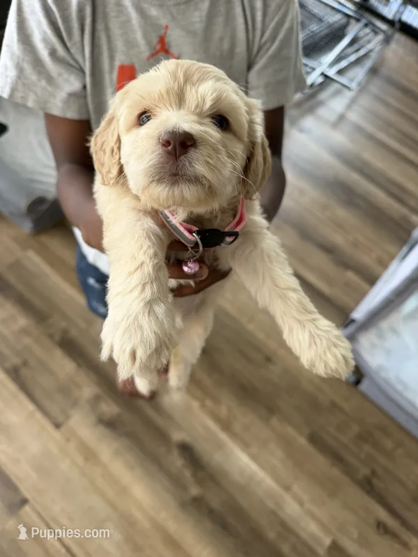 2 pink collar girls--price for both – Goldendoodle puppy for sale in Memphis, TN