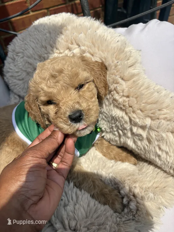 Green collar – Goldendoodle puppy for sale in Memphis, TN
