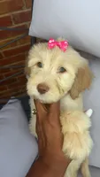 Female golden doodle baby, a female Goldendoodle for sale in Memphis, TN – 3 of 6