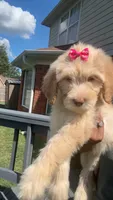 Female golden doodle baby, a female Goldendoodle for sale in Memphis, TN – 5 of 6