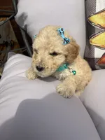 Teal collar, a female Goldendoodle for sale in Memphis, TN – 2 of 9